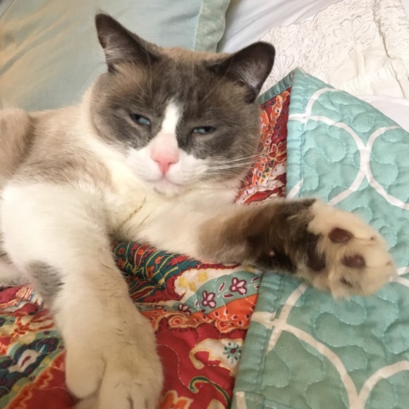 Meet your Posher, Dhyana - Picture 1 of 1